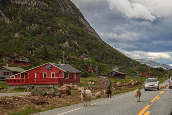 Ovce na silnici — Stock fotografie