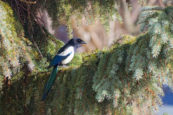 Stock image Magpie on a tree