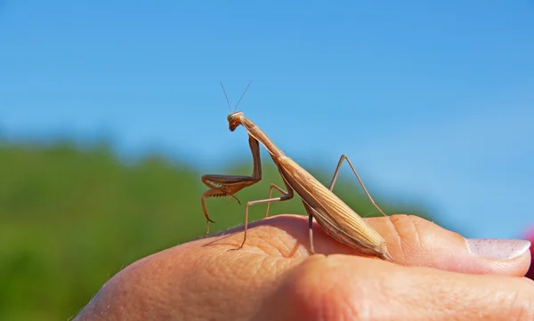 Rugăciune mantis — Fotografie, imagine de stoc