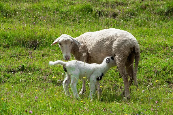 Owiec domowych — Zdjęcie stockowe