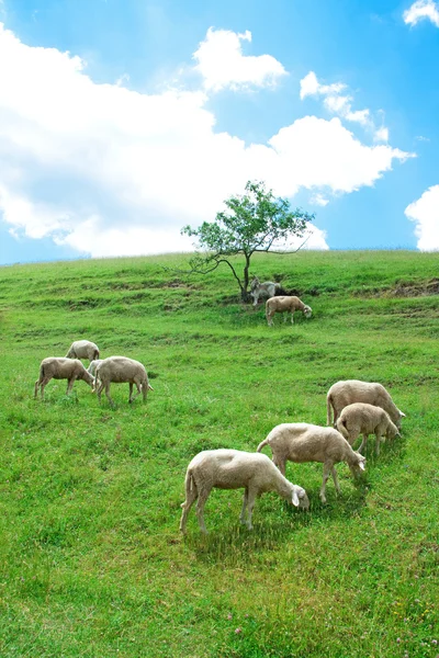 Koyun — Stok fotoğraf