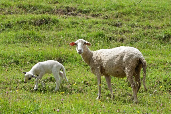 Domestic sheep — Stock Photo, Image