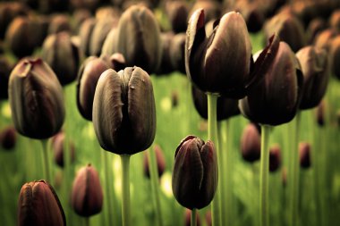 Unique black tulip flowers in green grass clipart