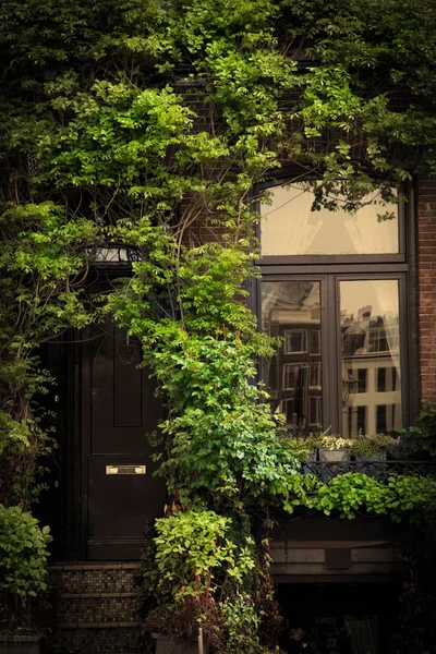 Ретро старовинний будинок вхід, листя плюща — стокове фото