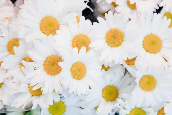 부드러운 봄 꽃 배경 — 스톡 사진