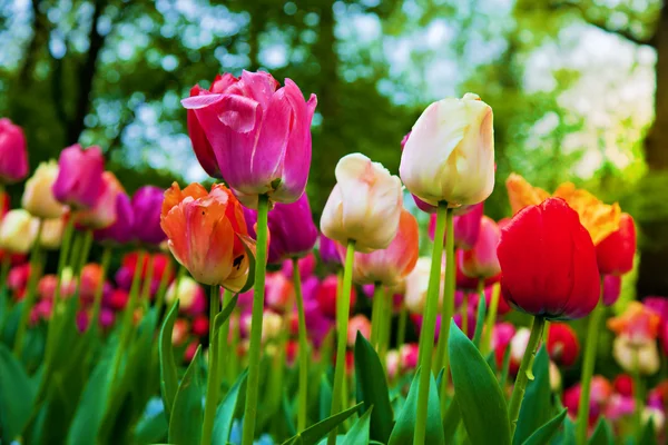 Flores de tulipa coloridas no parque de primavera — Fotografia de Stock
