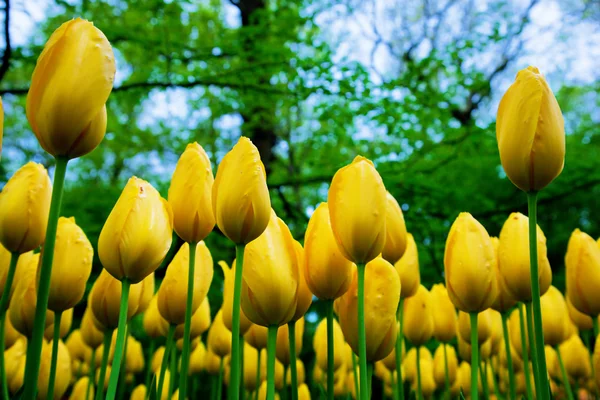 ดอกทิวลิปสีเหลืองสดในฤดูใบไม้ผลิ — ภาพถ่ายสต็อก