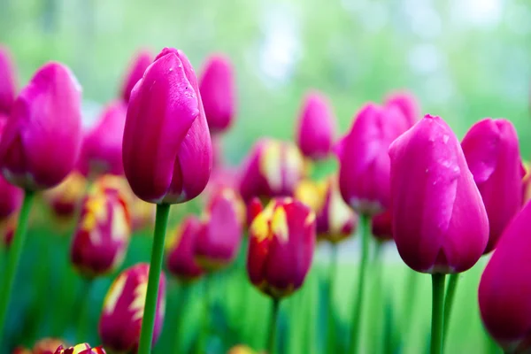 Flores rosa românticas na primavera — Fotografia de Stock