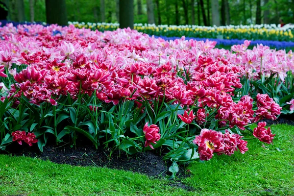 Flores rosa românticas na primavera — Fotografia de Stock