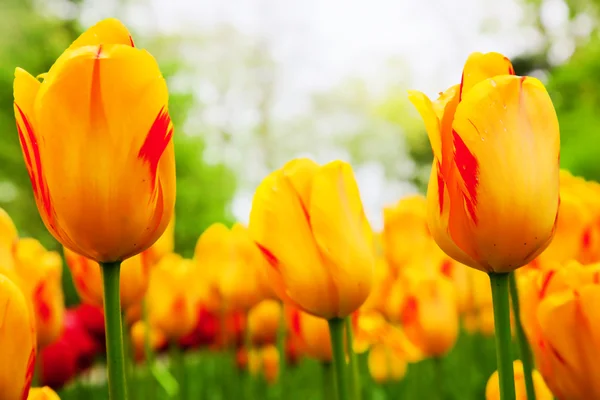 Coloridas flores de tulipán en primavera —  Fotos de Stock