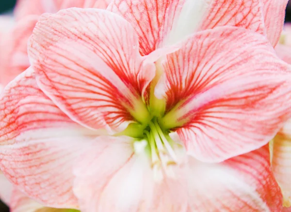 Flores coloridas da tulipa na primavera — Fotografia de Stock