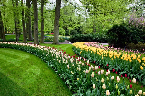 カラフルな春夏公園、チューリップの花 — ストック写真