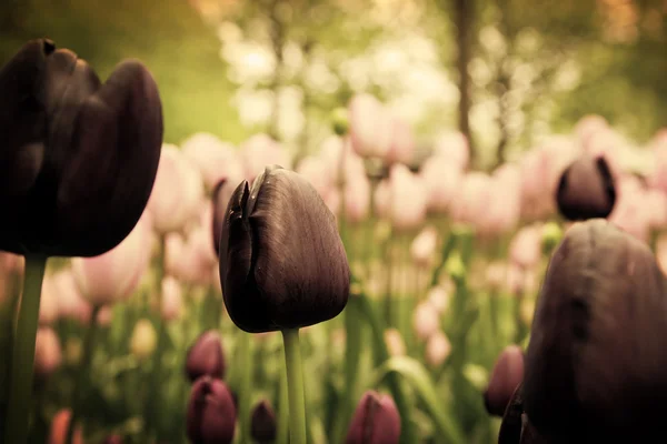 Unieke Zwarte tulp bloemen in groene gras — Stockfoto