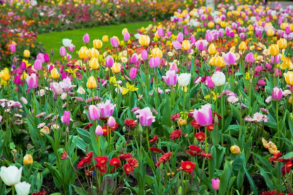 다채로운 봄 여름 정원, 꽃 — 스톡 사진