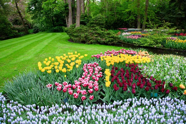 Kleurrijke tulp bloemen in de lente — Stockfoto
