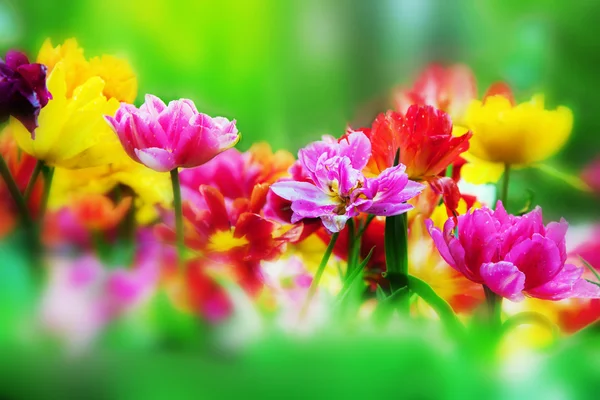 Flores coloridas en el jardín de primavera — Foto de Stock