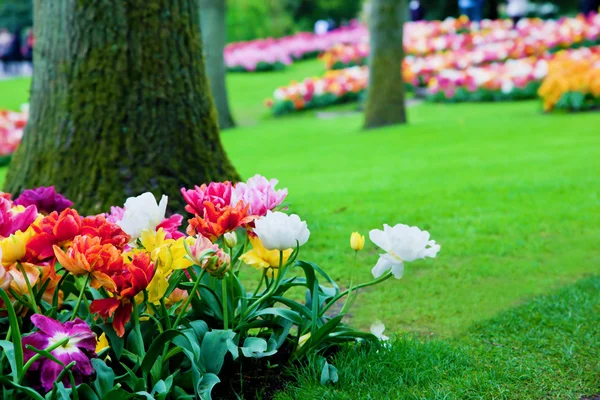 在春天公园、 花园七彩花朵 — 图库照片