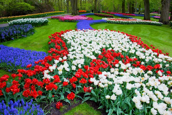 Fleurs de tulipes colorées au printemps — Photo