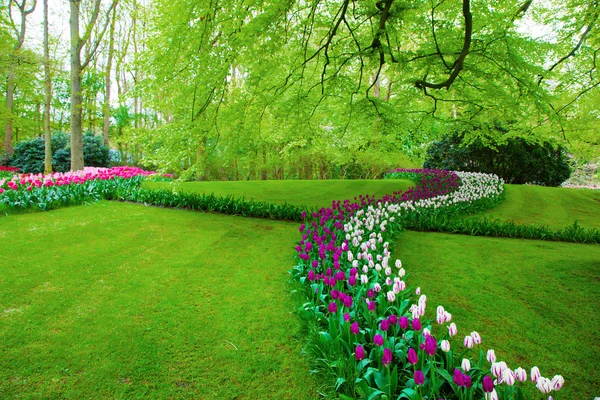 Coloridas flores de tulipán en primavera — Foto de Stock