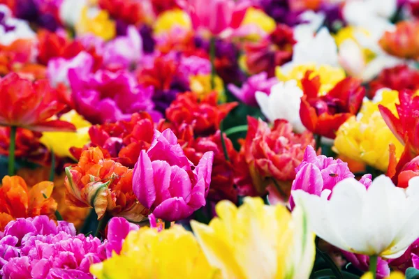 Flores coloridas em dia ensolarado — Fotografia de Stock