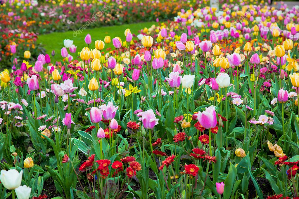 Colorful spring summer garden, flowers — Stock Photo © Photocreo 10668877