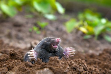 Mole in ground clipart