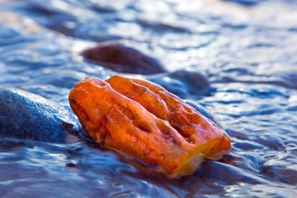 Golden amber in calm water — Stock Photo, Image