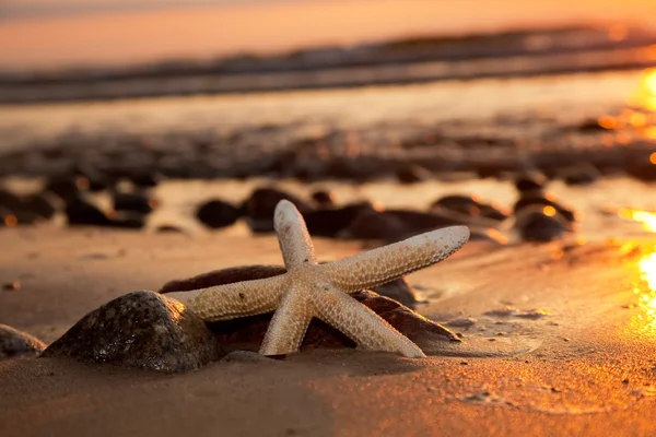 해 가 지는 해변의 불가사리 — 스톡 사진