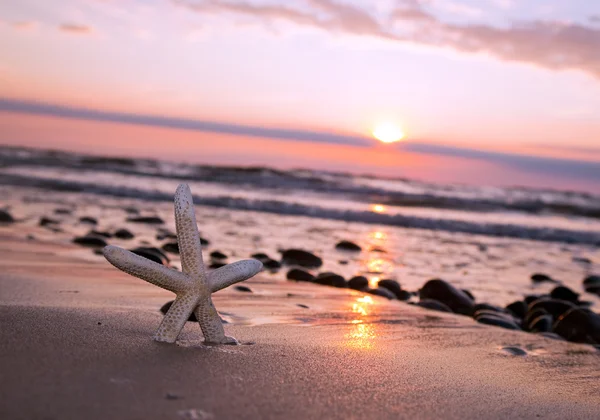 Αστερίας στην παραλία το ηλιοβασίλεμα — Φωτογραφία Αρχείου