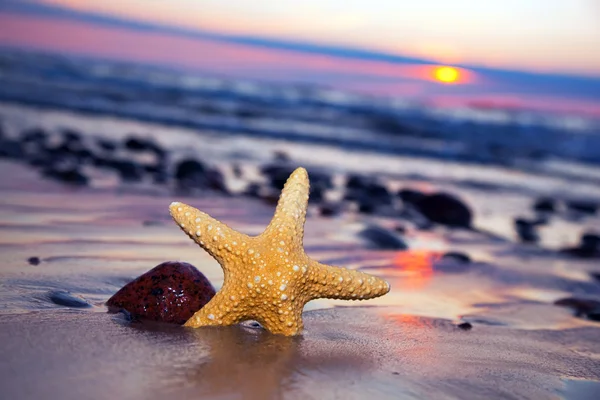 夕阳西下海滩上的海星 — 图库照片