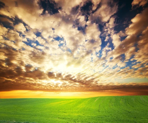 Захід сонця над зеленим полем трави — стокове фото