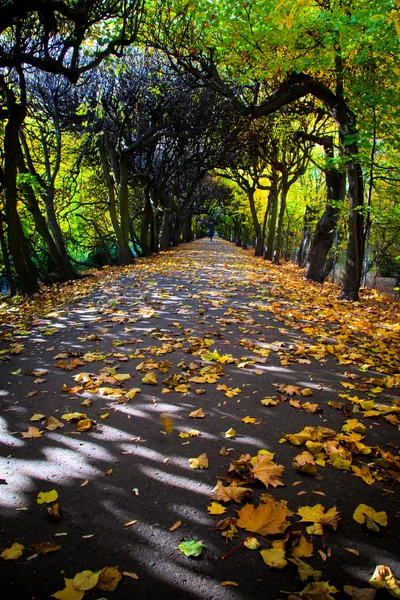 秋の公園で落ち葉と路地 — ストック写真