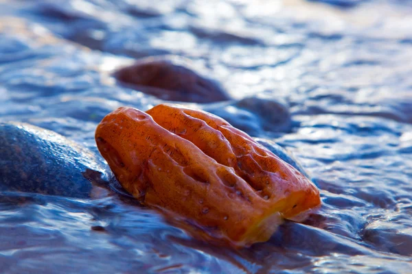 Golden amber in calm water — Stock Photo, Image