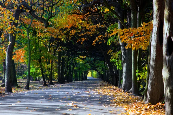 Callejón con hojas caídas en el parque de otoño — Foto de Stock