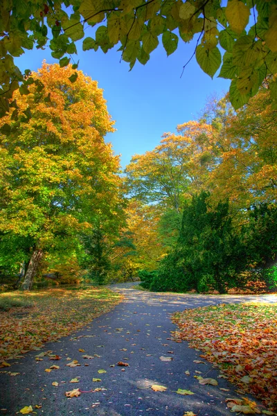 Gasse mit fallenden Blättern im Herbstpark — Stockfoto