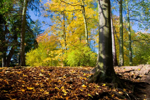 Colorful fall autumn park — Stock Photo, Image