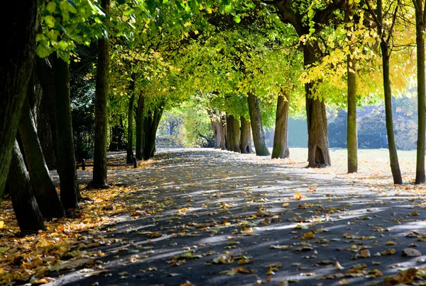 Callejón con hojas caídas en el parque de otoño — Foto de Stock