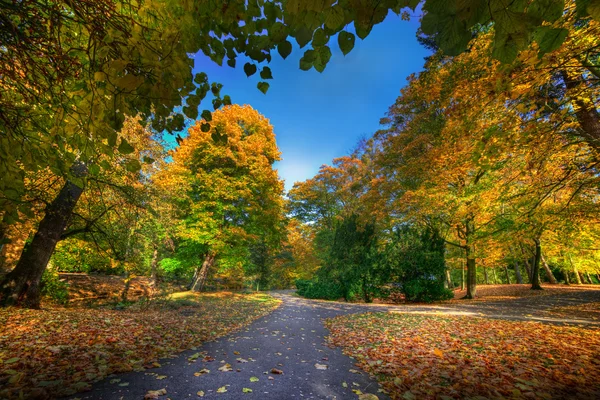 Beco com folhas caindo no parque de outono — Fotografia de Stock