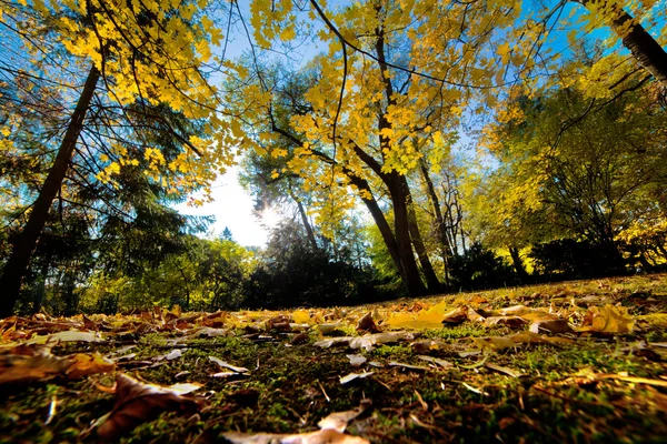 Fall autumn park. Falling leaves — Stock Photo, Image