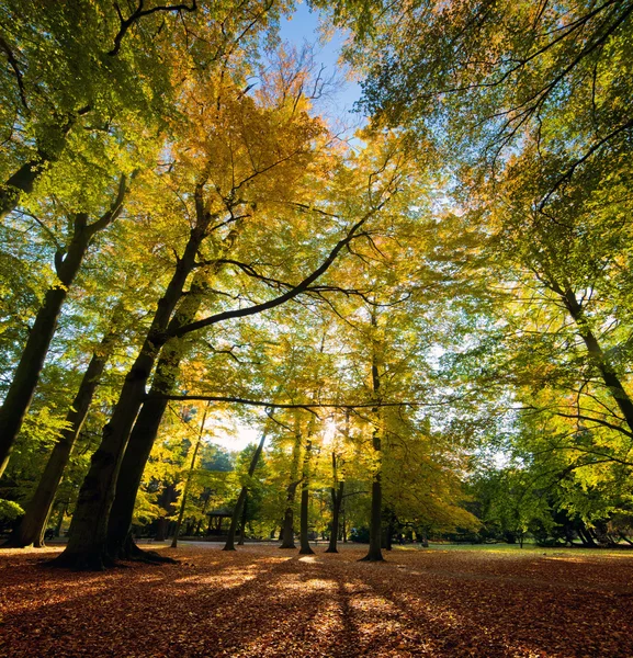 Colorful fall autumn park — Stock Photo, Image