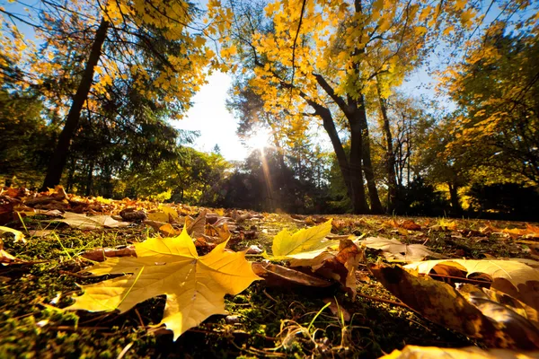 秋秋の公園。落ち葉 — ストック写真