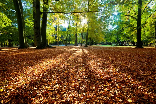 Farbenfroher Herbst Herbst Park — Stockfoto