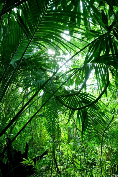 Tropical green forest — Stock Photo, Image