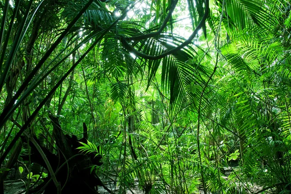 Τροπικό καταπράσινο δάσος — Φωτογραφία Αρχείου