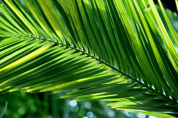 Folha de palma tropical — Fotografia de Stock