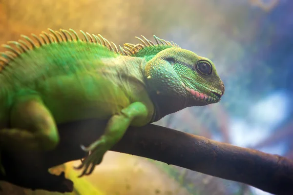 Iguana no ramo — Fotografia de Stock