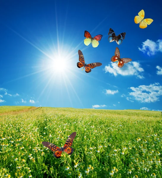 Kleurrijke buttefly voorjaar veld — Stockfoto