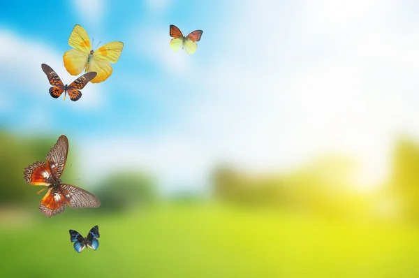 Kleurrijke buttefly voorjaar veld — Stockfoto