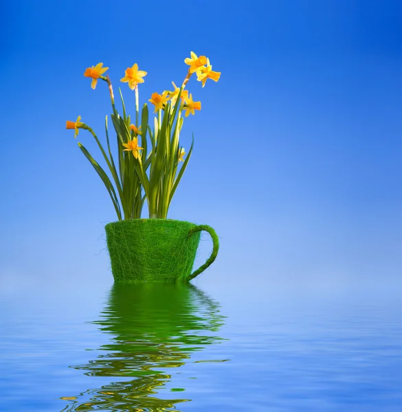 Λουλούδια σε γλάστρα στο νερό — Φωτογραφία Αρχείου