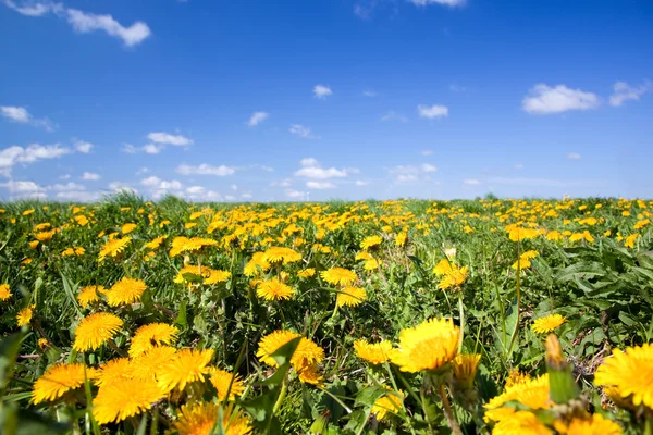 Field full of dandelions in spring — Stock Photo, Image